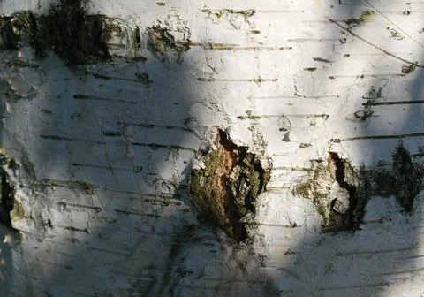 The texture of ordinary birch bark. Close Stock Photos