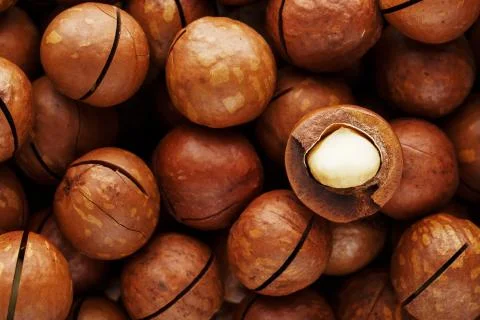 Texture of organic macadamia nut fresh natural fruit shelled one nut in full  Foto stock