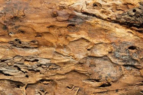 The texture of the outer surface of pine bark damaged by insect pests. Stock Photos
