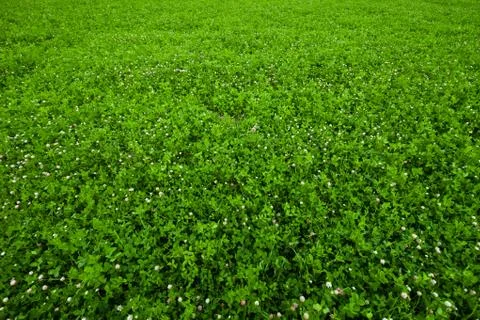 Texture overgrown clover 写真素材