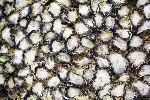 Texture of oyster shells on rock Stock Photos