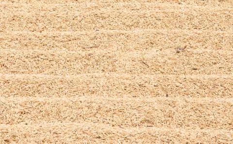 Texture paddy rice Foto stock