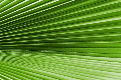 Texture of a palm leaf closeup green color 库存照片