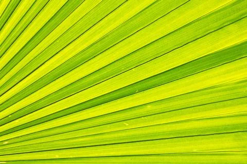 Texture of palm leaf Stock Photos