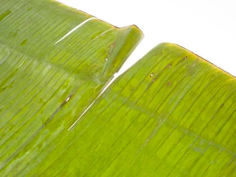 Texture of Palm Leaf Stock Photos