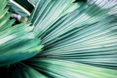 Texture of palm leaves. Stock Photos