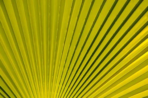 The texture of palm leaves in the rays of the setting sun. small selective fo Stock Photos