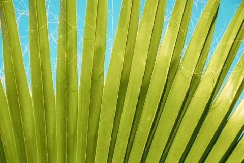 The texture of palm leaves in the rays of the setting sun. small selective fo Stock Photos