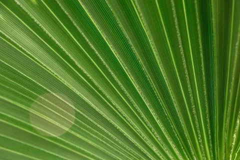 The texture of palm leaves in the rays of the setting sun. small selective fo Stock Photos