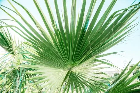 The texture of palm leaves in the rays of the setting sun. small selective fo Stock Photos