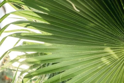 The texture of palm leaves in the rays of the setting sun. small selective fo Stock Photos
