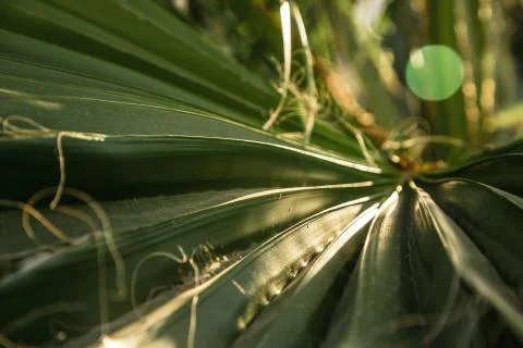 The texture of palm leaves in the rays of the setting sun. small selective fo Stock Photos