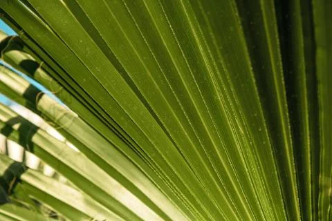 The texture of palm leaves in the rays of the setting sun. small selective fo Stock Photos