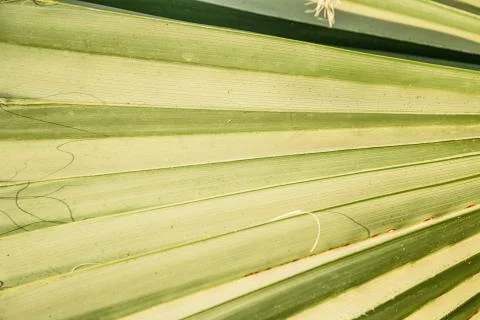 The texture of palm leaves in the rays of the setting sun. small selective fo Stock Photos