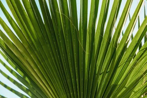 The texture of palm leaves in the rays of the setting sun. small selective fo Stock Photos