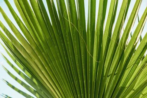 The texture of palm leaves in the rays of the setting sun. small selective fo Foto stock