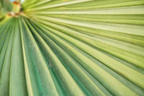 The texture of palm leaves in the rays of the setting sun. small selective fo 스톡 사진