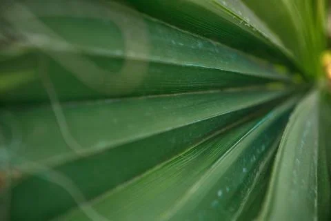 The texture of palm leaves in the rays of the setting sun. small selective fo Stock Photos