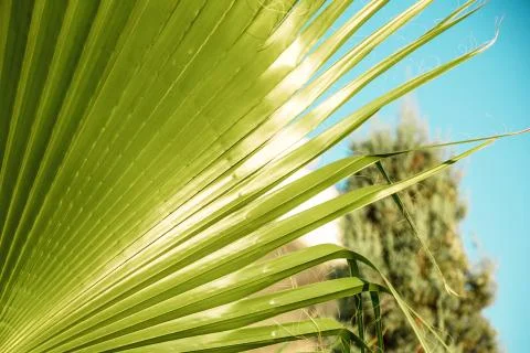The texture of palm leaves in the rays of the setting sun. small selective fo Stock Photos