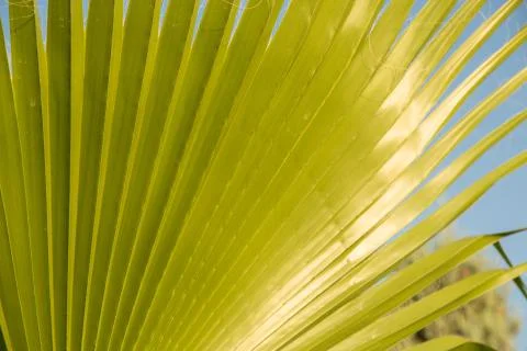 The texture of palm leaves in the rays of the setting sun. small selective fo Stock Photos