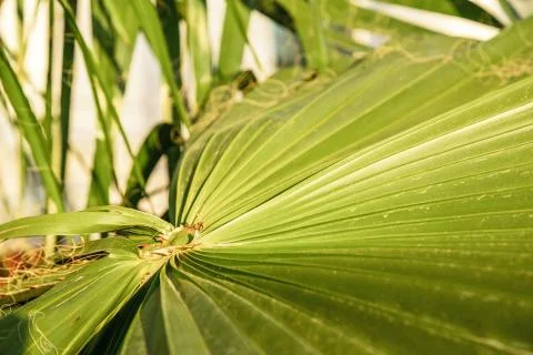 The texture of palm leaves in the rays of the setting sun. small selective fo Stock Photos