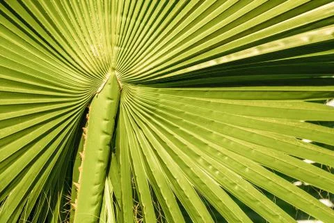 The texture of palm leaves in the rays of the setting sun. small selective fo Stock Photos