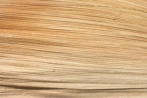 Texture of palm limb Stock Photos