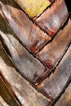 Texture of palm Stock Photos