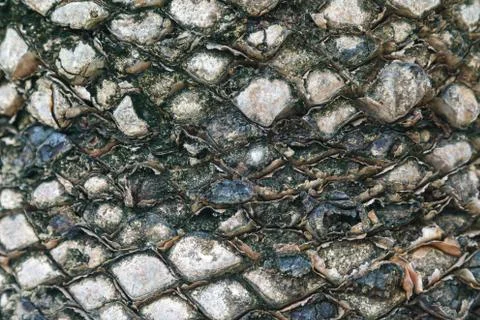 Texture of palm tree bark. Beautiful bark pattern. Close-up. 写真素材