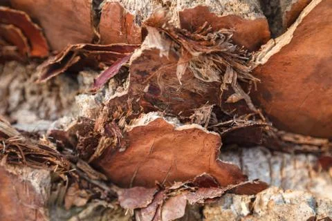 Texture of palm tree bark. Beautiful bark pattern. Close-up. Photos