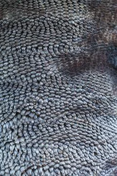 Texture of palm tree bark. Beautiful bark pattern. Close-up. 스톡 사진