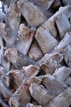 Texture of the palm tree bark 库存照片