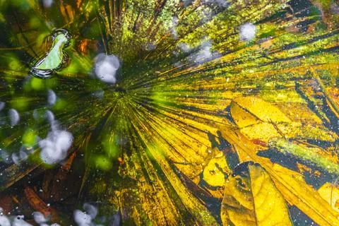 Texture palm tree foliage in pond sump water nature Mexico. Stock Photos