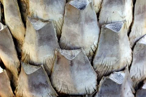 The texture of palm tree Stock Photos