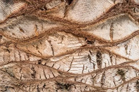 Texture of a palm tree Stock Photos