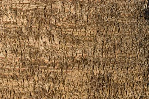 Texture of a palm tree. Stock Photos