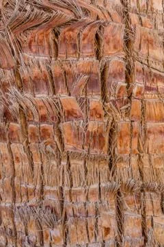 Texture of the palm tree trunk for background Stock Photos