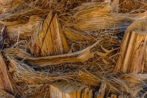 Texture of the palm tree trunk for background Foto stock