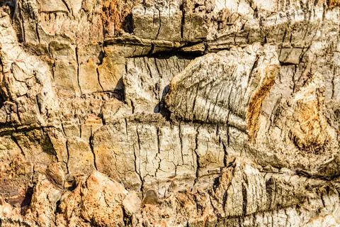 Texture of the palm tree trunk for background Foto stock