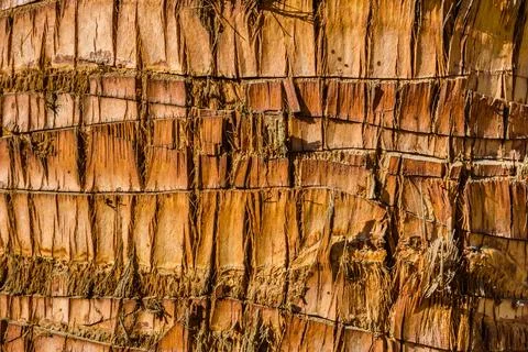 Texture of the palm tree trunk for background Stock Photos