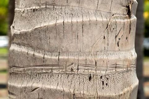Texture of palm tree trunk bark Stock Photos