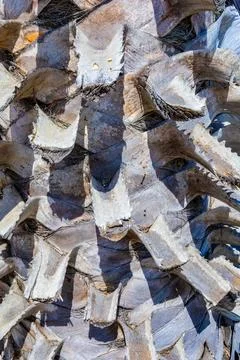 Texture of the palm tree trunk, closeup Stock Photos