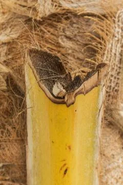 Texture of palm tree trunk Stock Photos