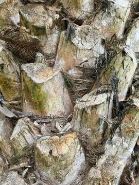 Texture of a palm tree trunk Stock Photos