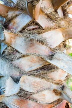 The texture of the palm trunk Stock Photos