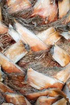 Texture of palm's stem. Stock Photos