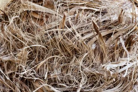 Texture of palm's stem. Stock Photos