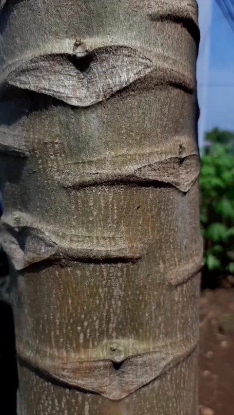 The texture of papaya bark close-up	 Stock Footage 285833956