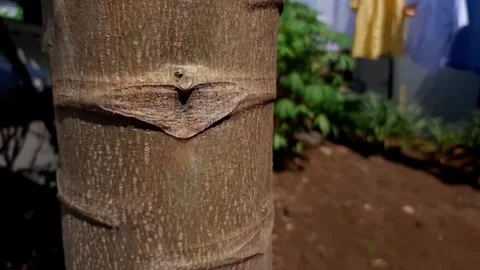 The texture of papaya bark close-up Stock Footage 285834060
