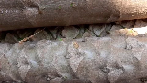 The texture of papaya bark close-up Stock Footage 285834208